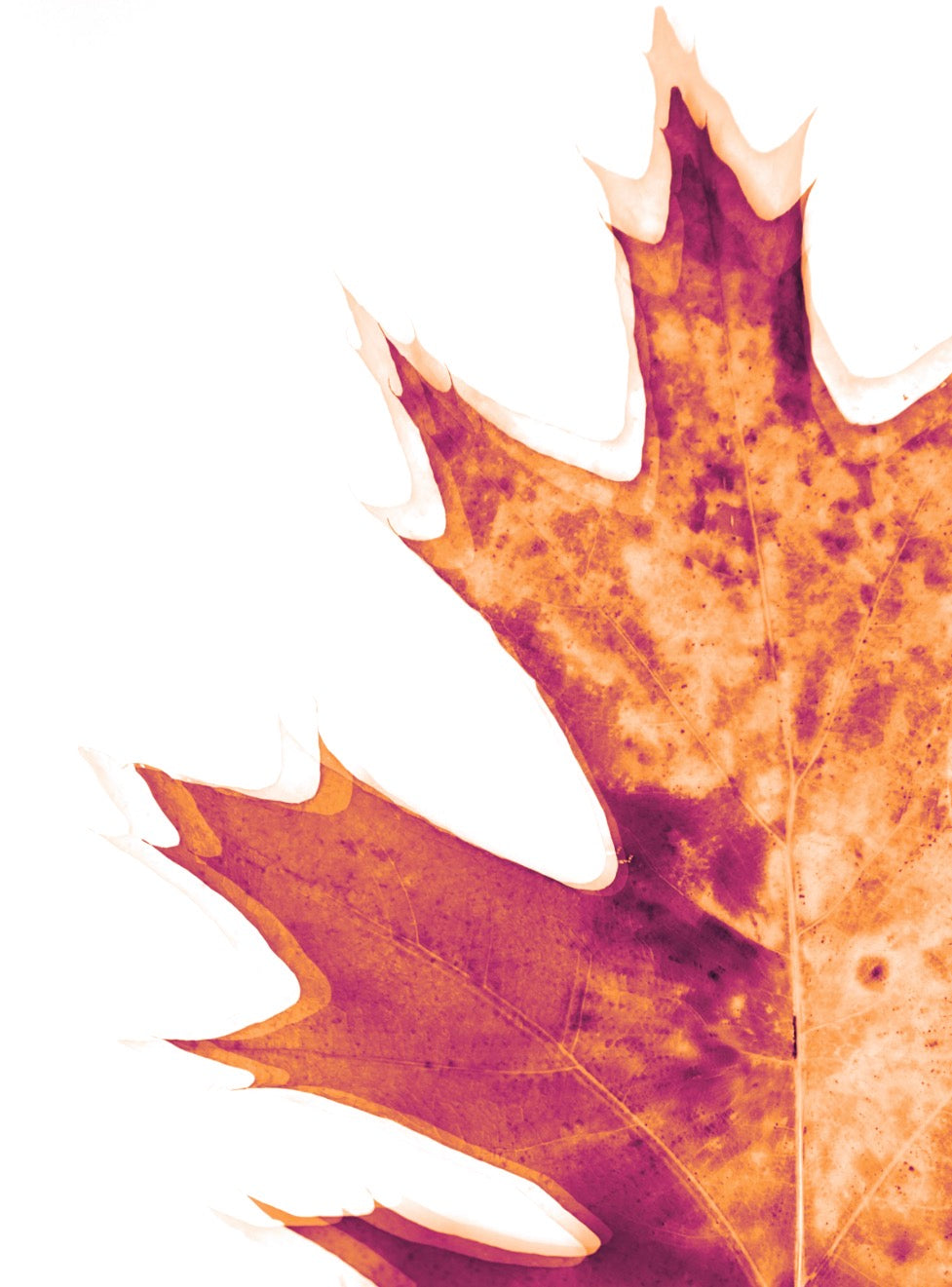 Radiografía de Otoño