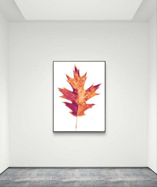 Radiografía de Otoño