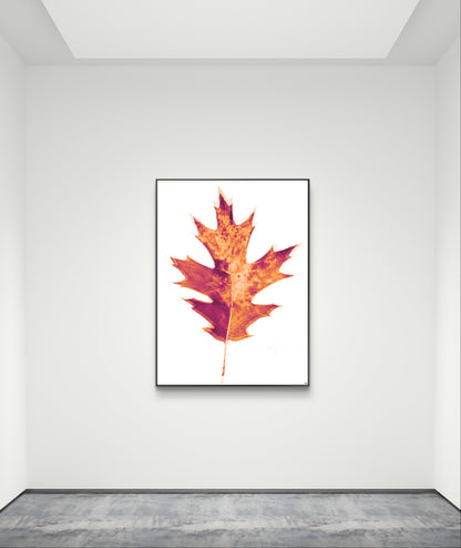 Radiografía de Otoño